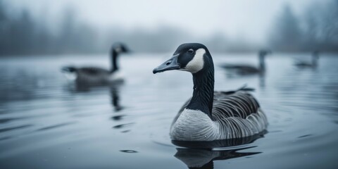 Fototapeta premium A foggy springtime day with geese floating on the lake.