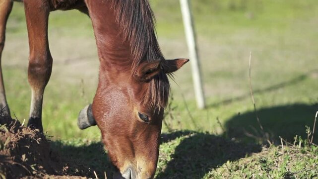 Detailed closeup of brown horse kicking hoof forward as it grazes and flicks ears