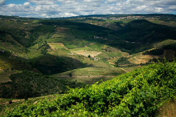 A breathtaking panorama of the Douro Valley vineyards in Portugal showcases rolling hills lined with lush grapevines under a clear, sunny sky.