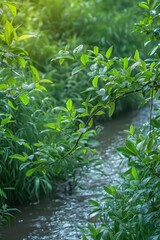 Obraz premium Summer green background copy space selective focus, lush foliage natural light, bokeh natural backgrounds