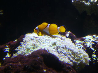 Poisson clown aquarium