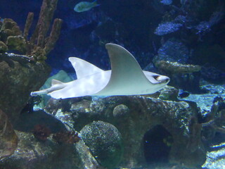 Poissons raie aquarium © Cyndie