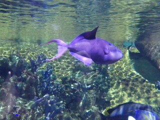 Poisson violet aquarium