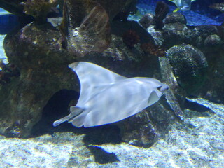 Poissons raie aquarium © Cyndie