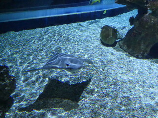 Poissons raie aquarium © Cyndie