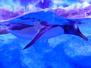 Manchot dans un aquarium