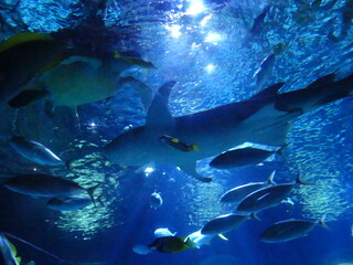 Requins aquarium