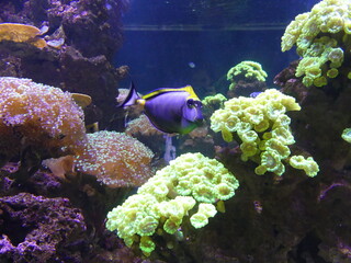 Poissons dans un aquarium