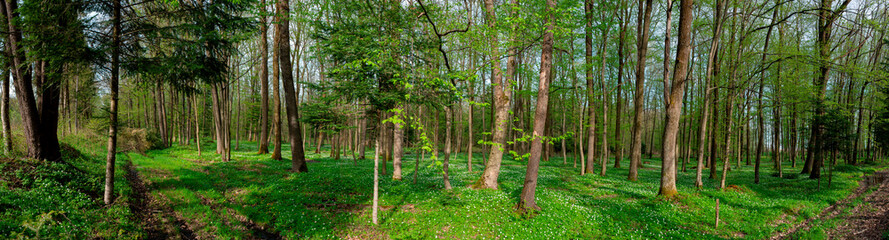 Panorama of dark green forest, gloomy light, forest in summer.