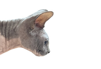 Fototapeta premium Gray cat sphynx pet isolated on white background