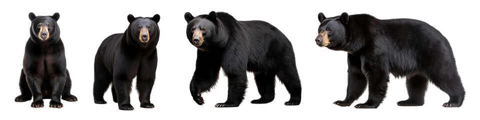 Black bear wild animal set