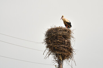 white stork in its nest on utility pole in Saratovka village (Lori province, Armenia)