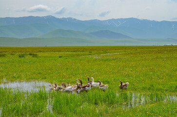 flock of geese with goslings in the wetlands near Saratovka village (Lori province, Armenia)