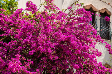 Bougainvillea flowers are purple, bright colors, a lot of flowers.