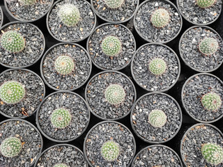 Cactus pot plant on wooden home table in garden.