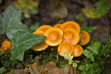 A group of close-up mushrooms Kuehneromyces mutabilis under the ivy leaf in the forest