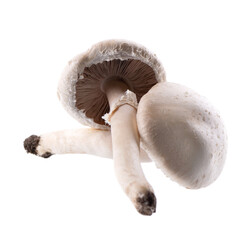 Fresh wild champignon mushrooms on white background. Agaricus Bisporus. Clipping path.