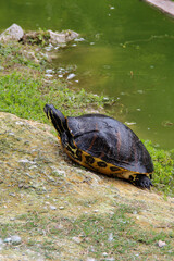 turtle on the rocks
