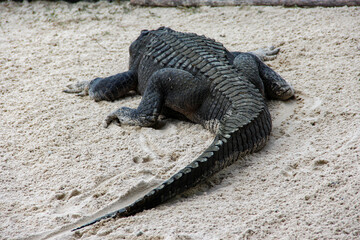 alligator in the swamp