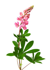 Pink lupine flower isolated on white background. Bunch of colorful lupines, spring flower.