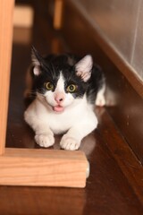 angry tuxedo cat