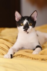 portrait of young tuxedo cat