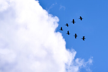 flock of birds flying  in V shape in the sky towards a cloud
