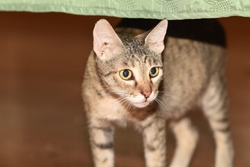 closeup on tabby cat standing