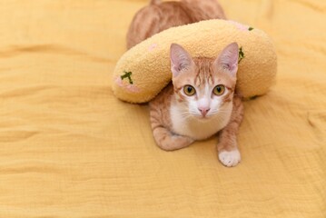 orange cat on yellow blanket with yellow toy