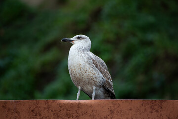 Seagull perched on metal sheet, showcasing urban wildlife and industrial landscape in natural photography