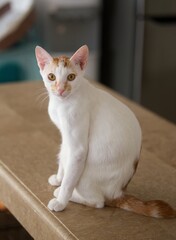 white cat with  orange spots staring at you