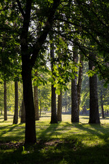 deciduous trees in the park on a sunny day