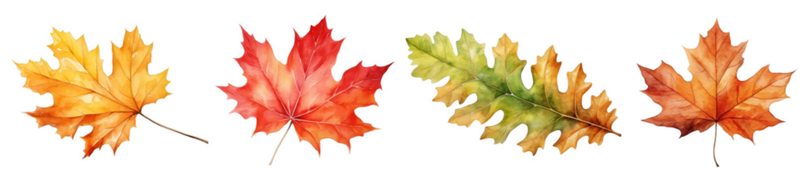 Watercolor of Autumn leaf set