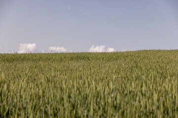 agriculture in the summer with a lot of green cereals