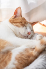 可愛い猫の寝顔　茶トラ白