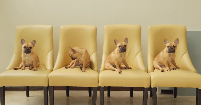 Four identical French Bulldog puppies sit on chairs in row, creating charming and cute audience. Initially, they glance at camera, then begin to turn their heads, looking around and at each other.