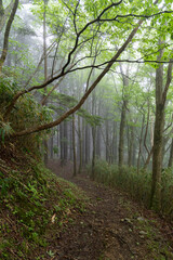 霧に包まれた森