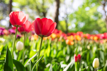 Beautiful tulips in the park