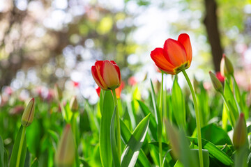 Beautiful tulips in the park