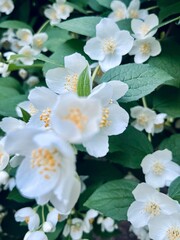 Tender white jasmine blossom, blooming jasmine bush