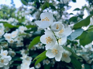 Tender white jasmine blossom, blooming jasmine bush