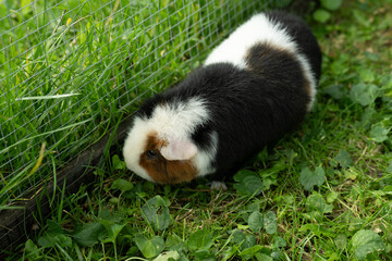 Naklejka premium Meerschweinchen tier natur