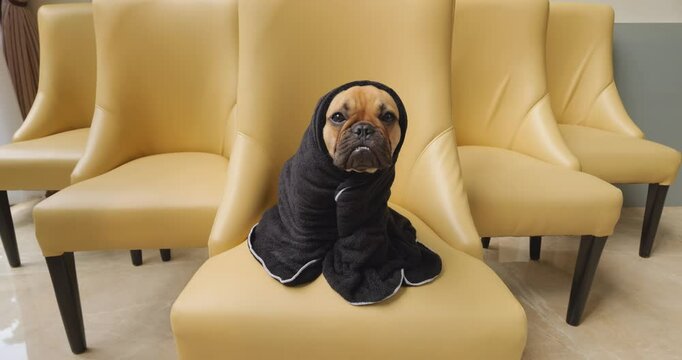 Funny French Bulldog puppy sits on chair, tightly wrapped in black blanket. Only puppy's face, eyes and nose, are visible, with even ears covered. Pup looks pitiable but safe, staring fearfully