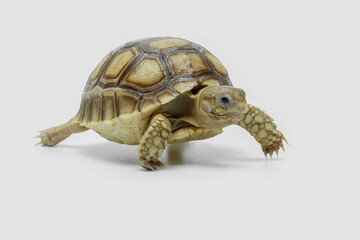 The Sulcata Tortoise or the African spurred tortoise (Centrochelys sulcata), is the most popular species of pet tortoise in the world.