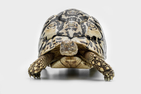 The Leopard Tortoise (Stigmochelys pardalis) is the fourth-largest species of tortoise in the world. The species is found in Africa.