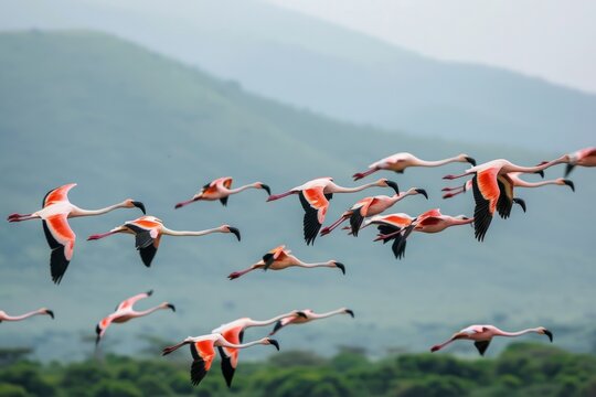 Lesser Flamingos flying over lake Bogoria, Kenya
