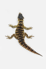 The Sungazer (Smaug giganteus) is a species of lizard from sub-Saharan Africa.