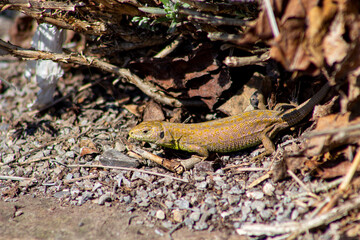lizard hiding 