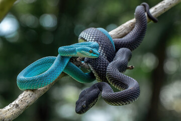 Blue White Lipped Pit Viper (Trimeresurus insularis) and Black Mangrove Pit Viper (Trimeresurus purpureomaculatus).