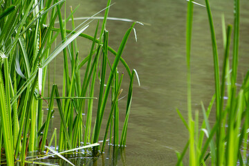 reeds in the water